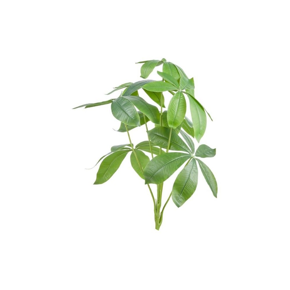 CIUFFO CEIBA PENTANDRA X7 CM55